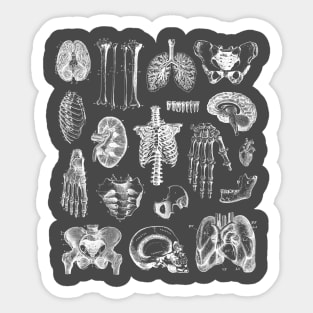 Human Anatomy 2 Sticker